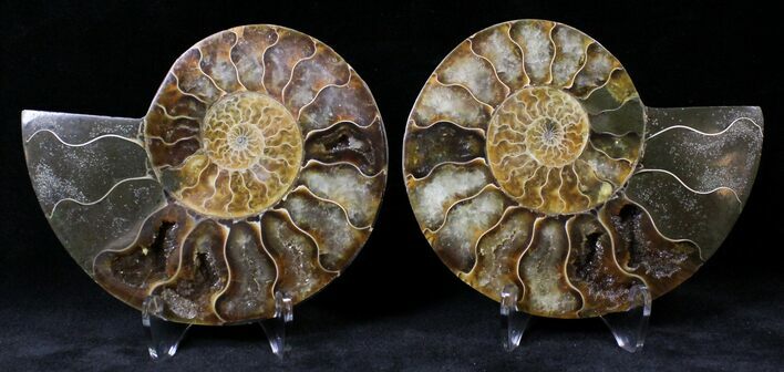 Polished Ammonite Pair - Million Years #20309